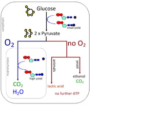 Cell Respiration (8.1 & C3)