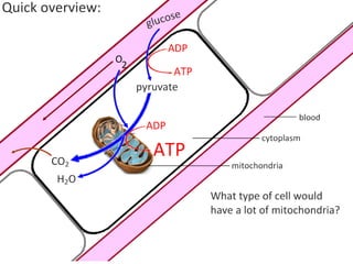 Cell Respiration (8.1 & C3)