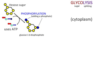 Cell Respiration (8.1 & C3)
