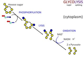 Cell Respiration (8.1 & C3)