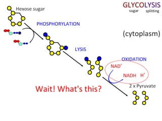Cell Respiration (8.1 & C3)