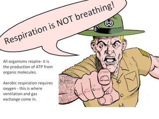 Cell Respiration (8.1 & C3)