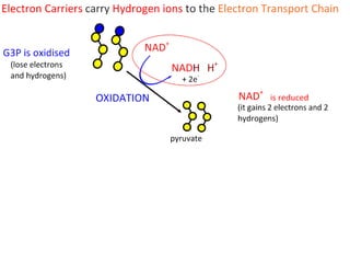 Cell Respiration (8.1 & C3)