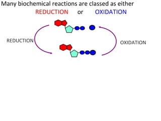 Cell Respiration (8.1 & C3)