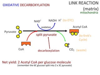 Cell Respiration (8.1 & C3)
