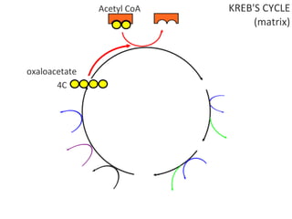 Cell Respiration (8.1 & C3)