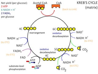 Cell Respiration (8.1 & C3)