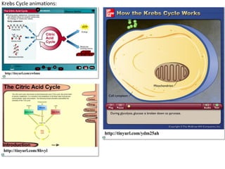 Cell Respiration (8.1 & C3)