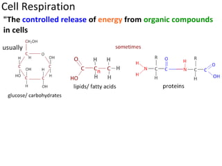 Cell Respiration (8.1 & C3)