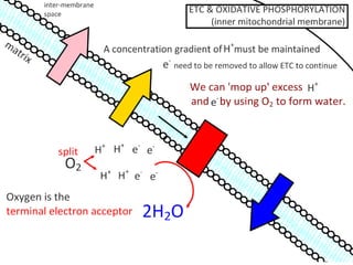 Cell Respiration (8.1 & C3)