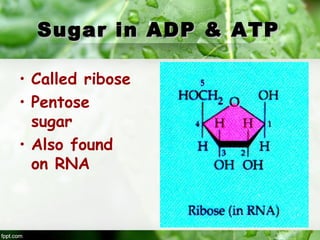 10
Sugar in ADP & ATPSugar in ADP & ATP
• Called ribose
• Pentose
sugar
• Also found
on RNA
 