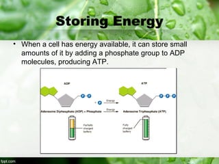 Storing Energy
• When a cell has energy available, it can store small
amounts of it by adding a phosphate group to ADP
molecules, producing ATP.
 