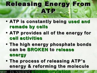 Releasing Energy FromReleasing Energy From
ATPATP
• ATP is constantly beingATP is constantly being used andused and
remade by cellsremade by cells
• ATP provides all of the energy forATP provides all of the energy for
cell activitiescell activities
• The high energy phosphate bondsThe high energy phosphate bonds
can becan be BROKENBROKEN toto releaserelease
energyenergy
• The process of releasing ATPThe process of releasing ATP ’s’s
energy & reforming the moleculeenergy & reforming the molecule
is called phosphorylation
 