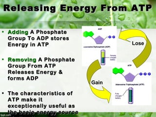 Releasing Energy From ATPReleasing Energy From ATP
• AddingAdding A PhosphateA Phosphate
Group To ADP storesGroup To ADP stores
Energy in ATPEnergy in ATP
• RemovingRemoving A PhosphateA Phosphate
Group From ATPGroup From ATP
Releases Energy &Releases Energy &
forms ADPforms ADP
• The characteristics ofThe characteristics of
ATP make itATP make it
exceptionally useful asexceptionally useful as
the basic energy sourcethe basic energy source
Lose
Gain
 