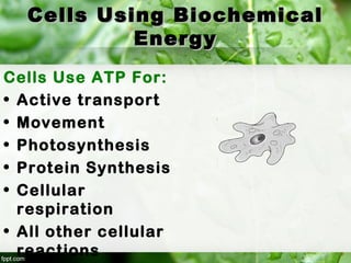 Cells Using BiochemicalCells Using Biochemical
EnergyEnergy
Cells Use ATP For:
• Active transport
• Movement
• Photosynthesis
• Protein Synthesis
• Cellular
respiration
• All other cellular
reactions
 