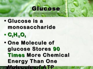 GlucoseGlucose
• Glucose is aGlucose is a
monosaccharidemonosaccharide
• CC66 HH1212 OO66
• One Molecule ofOne Molecule of
glucose Storesglucose Stores 9090
TimesTimes More ChemicalMore Chemical
Energy Than OneEnergy Than One
Molecule of ATP
 