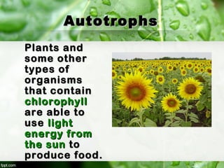 AutotrophsAutotrophs
Plants andPlants and
some othersome other
types oftypes of
organismsorganisms
that containthat contain
chlorophyllchlorophyll
are able toare able to
useuse lightlight
energy fromenergy from
the sunthe sun toto
produce food.produce food.
 