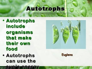 AutotrophsAutotrophs
• AutotrophsAutotrophs
includeinclude
organismsorganisms
that makethat make
their owntheir own
foodfood
• AutotrophsAutotrophs
can use thecan use the
sunsun’s energy’s energy
EuglenaEuglena
 