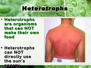 HeterotrophsHeterotrophs
• HeterotrophsHeterotrophs
are organismsare organisms
that can NOTthat can NOT
make their ownmake their own
foodfood
• HeterotrophsHeterotrophs
can NOTcan NOT
directly usedirectly use
the sunthe sun’s’s
energyenergy
 