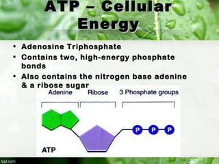ATP – CellularATP – Cellular
EnergyEnergy
• Adenosine TriphosphateAdenosine Triphosphate
• Contains two, high-energy phosphateContains two, high-energy phosphate
bondsbonds
• Also contains the nitrogen base adenineAlso contains the nitrogen base adenine
& a ribose sugar& a ribose sugar
 