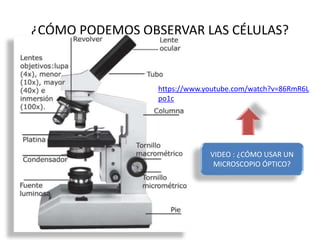 ¿CÓMO PODEMOS OBSERVAR LAS CÉLULAS?
https://www.youtube.com/watch?v=86RmR6L
po1c
VIDEO : ¿CÓMO USAR UN
MICROSCOPIO ÓPTICO?
 