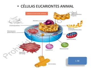 • CÉLULAS EUCARIONTES ANIMAL
L 58
 
