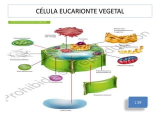 CÉLULA EUCARIONTE VEGETAL
L 59
 