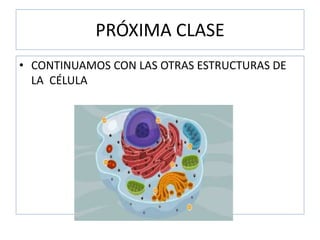 PRÓXIMA CLASE
• CONTINUAMOS CON LAS OTRAS ESTRUCTURAS DE
LA CÉLULA
 