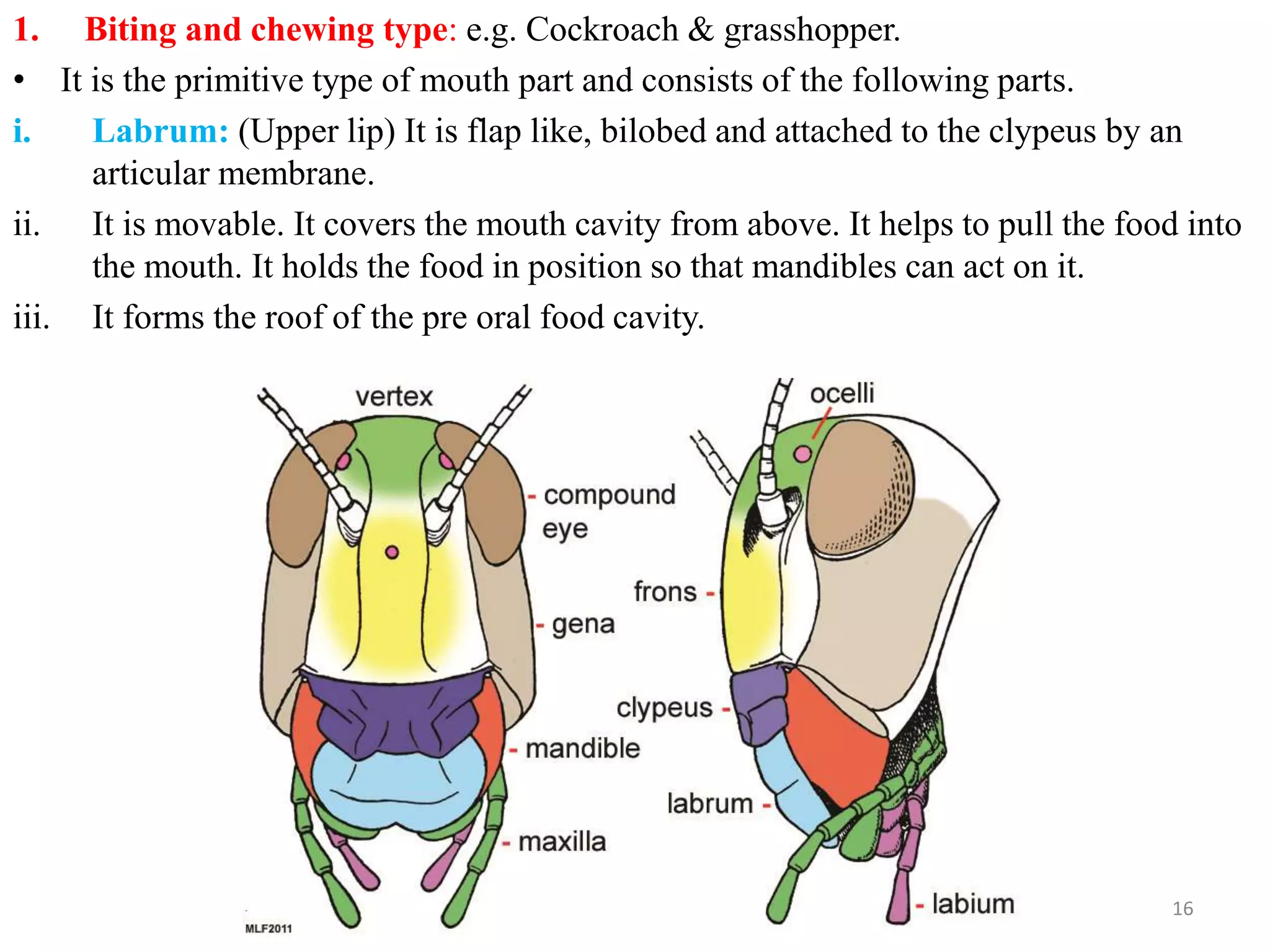Types Of Insect Mouthparts PPTX