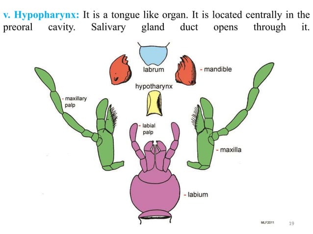 Types of insect mouthparts | PPTX | Dental Health | Diseases and Conditions