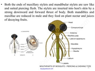 Stylet Insect Types of insect mouthparts | PPTX
