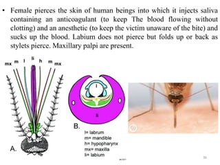 Stylet Insect Types of insect mouthparts | PPTX