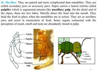 Types of insect mouthparts