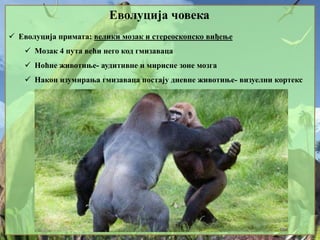 8. Evolucija coveka | PPT
