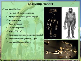 Еволуција човека
 Australopithecinae
 Пре око 4.5 милиона година
 Аустралопитекус- јужни мајмун
 Усправан ход
 Јаки кутњаци
 Надочни гребени
 Мозак 550 cm3
 Двоножно кретање и интелигенција?
 Australopithecus afarensis - Луси
 Australopithecus africanus
 