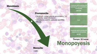 8. hematopoyesis | PPTX
