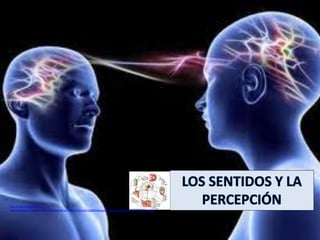 http://2.bp.blogspot.com/-
TgbQAW2jQkg/T5dR1PC0_8I/AAAAAAAAPLg/GeRHA712nLQ/s1600/Ubicacion+de+los+sentidos+en+el+cerebro.j...