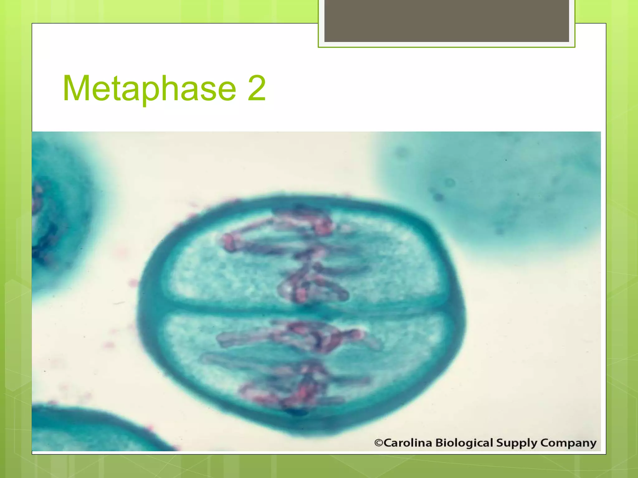 8. slide of lily anther 1(meiosis) | PPTX