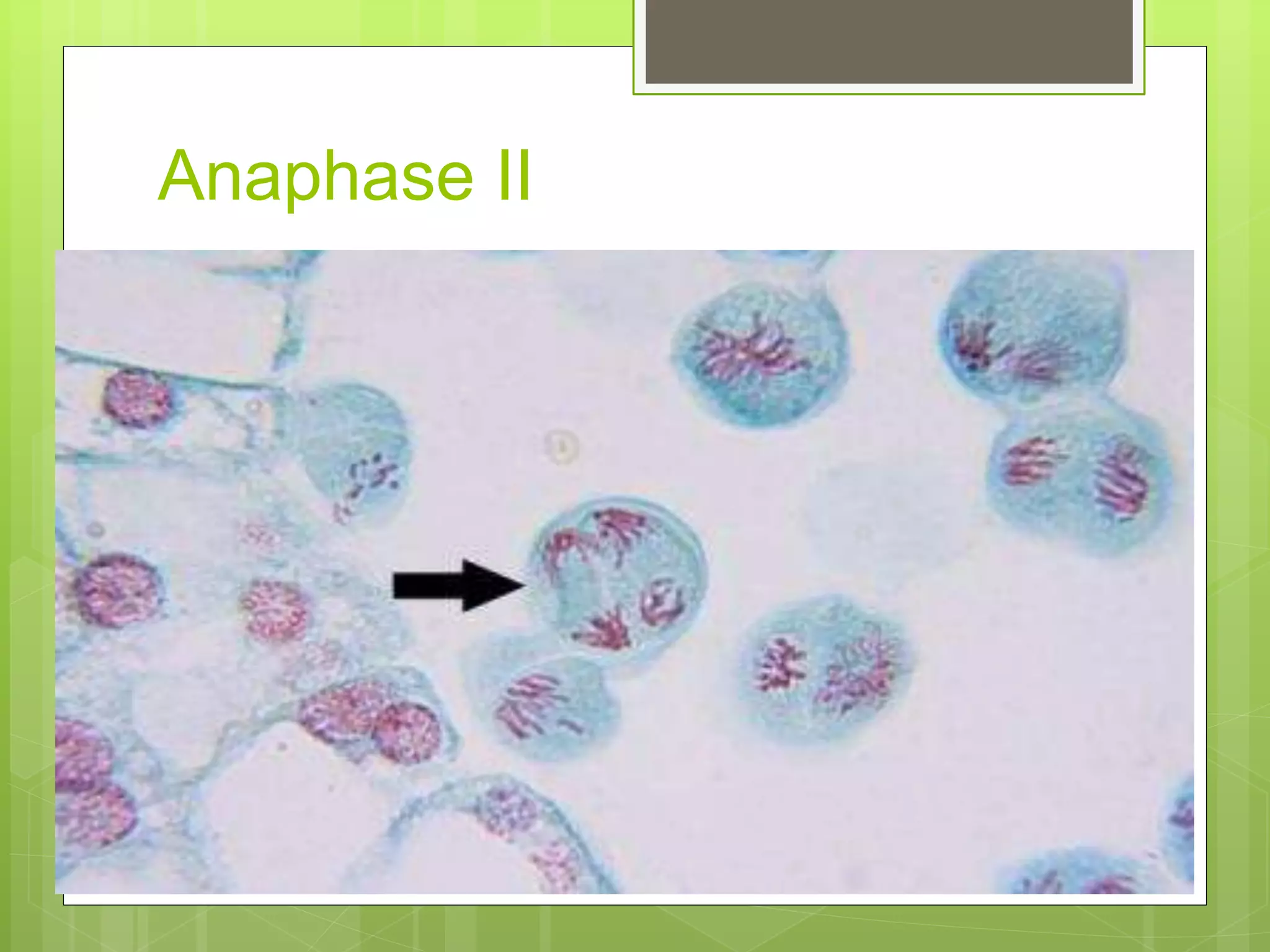 8. slide of lily anther 1(meiosis) | PPTX