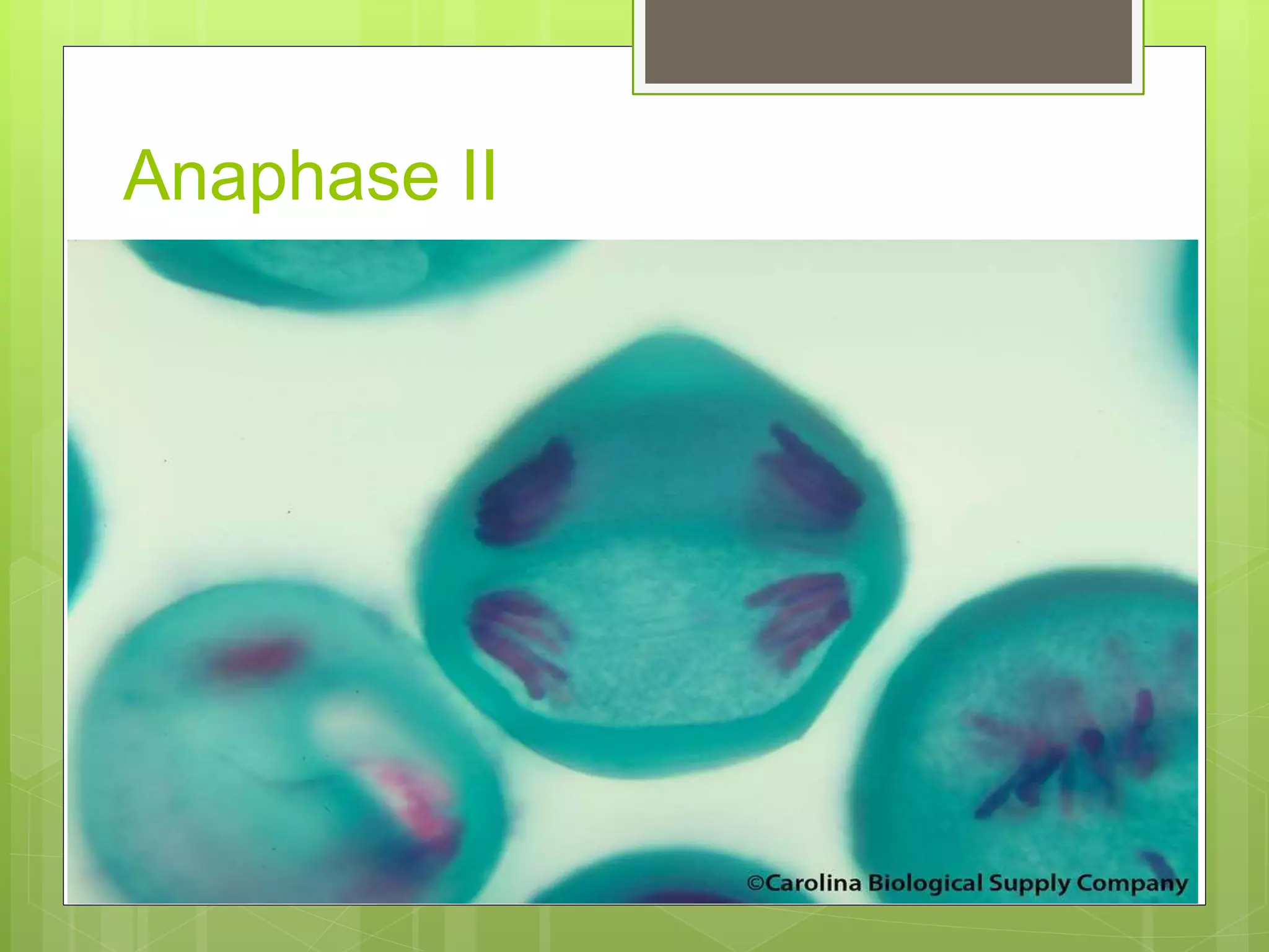 8. slide of lily anther 1(meiosis) | PPTX