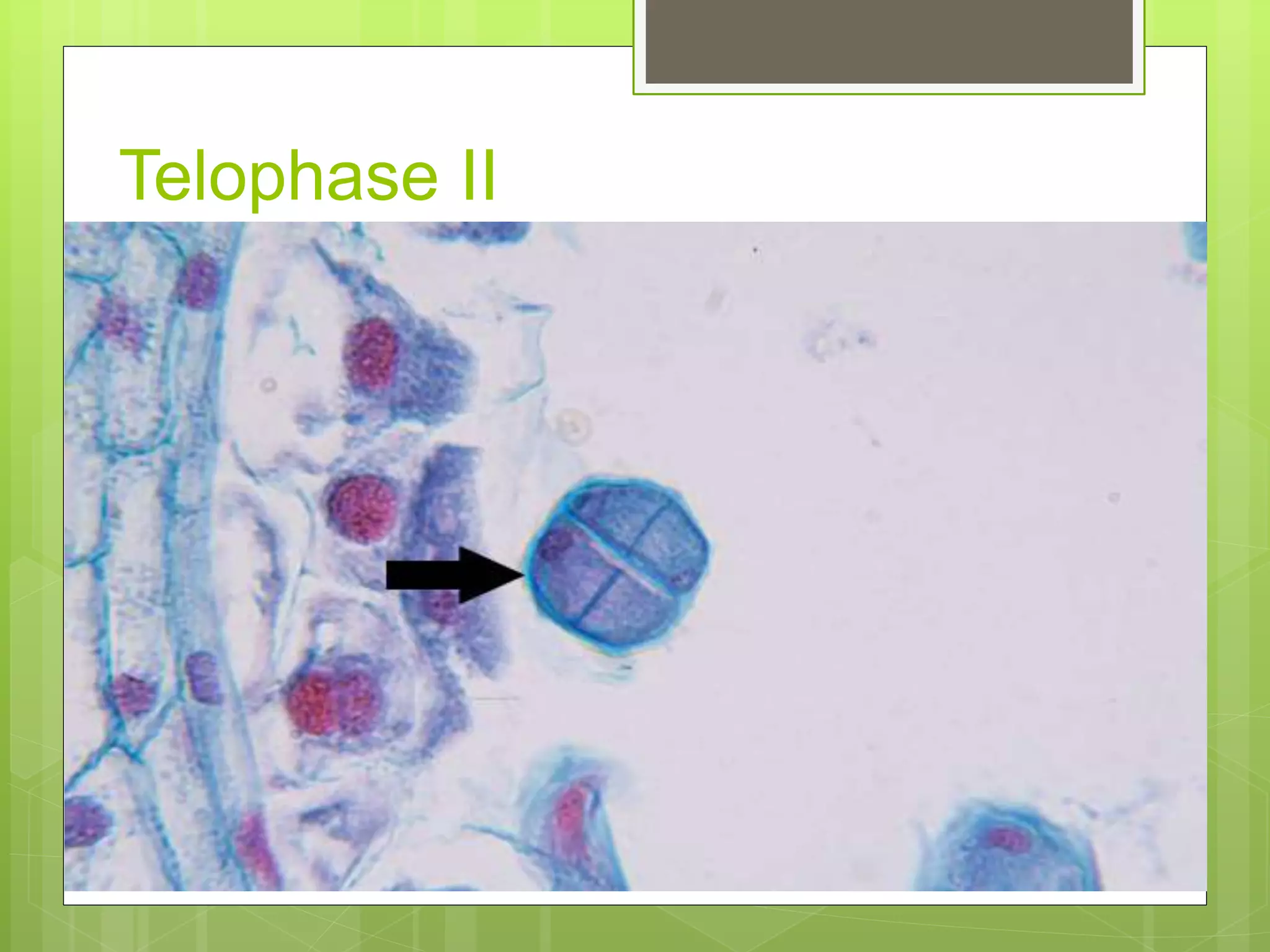 8. slide of lily anther 1(meiosis) | PPTX