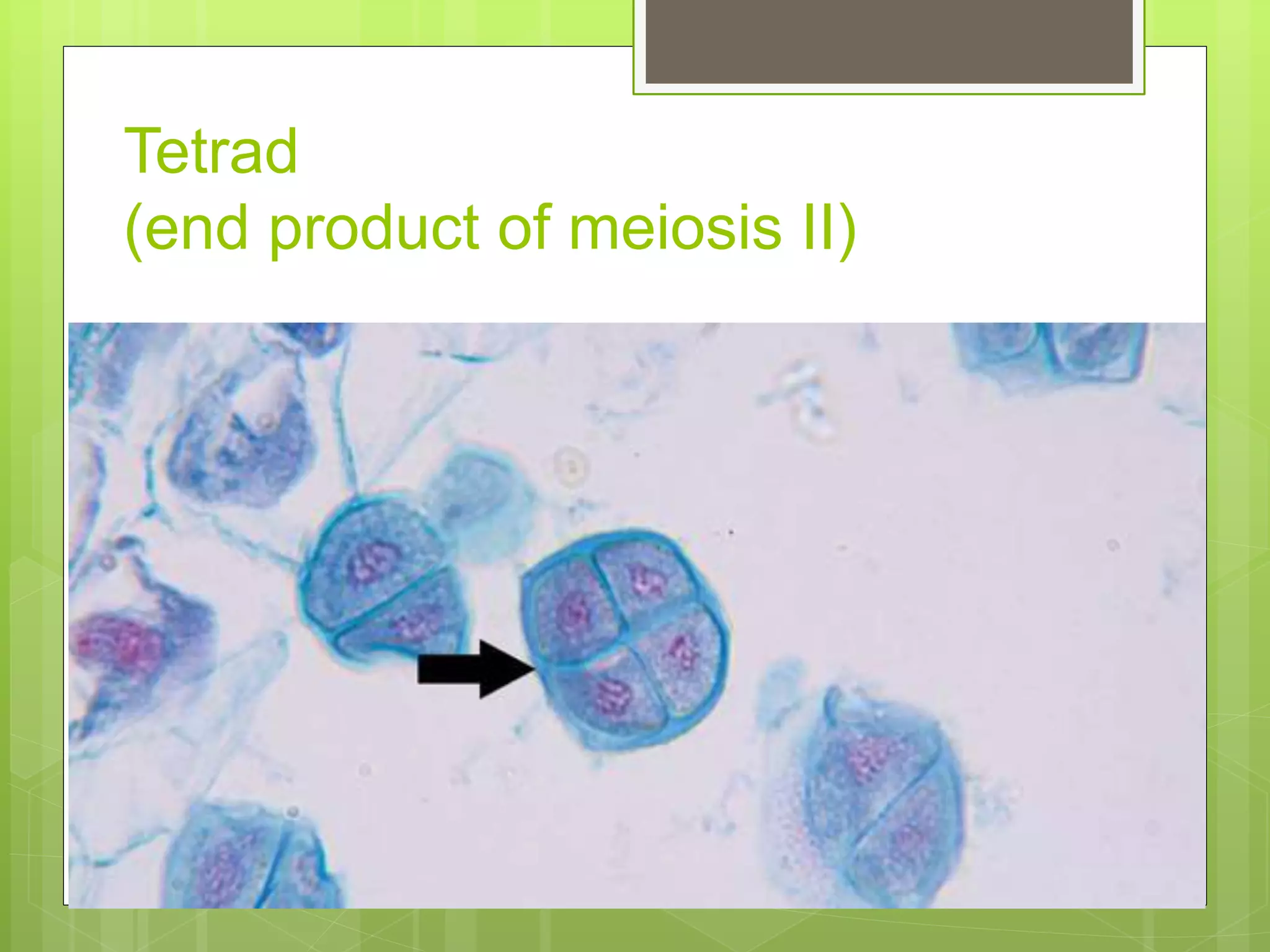 8. slide of lily anther 1(meiosis) | PPTX