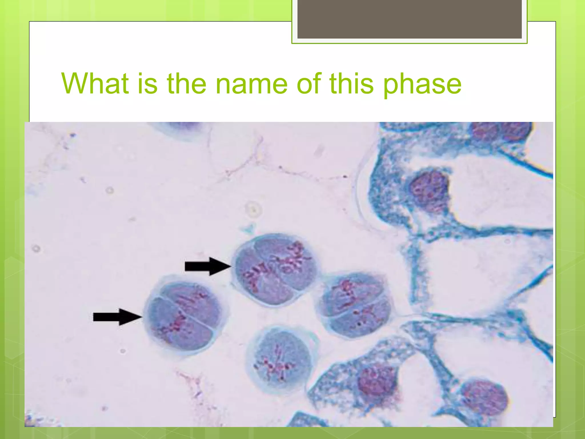 8. slide of lily anther 1(meiosis) | PPTX