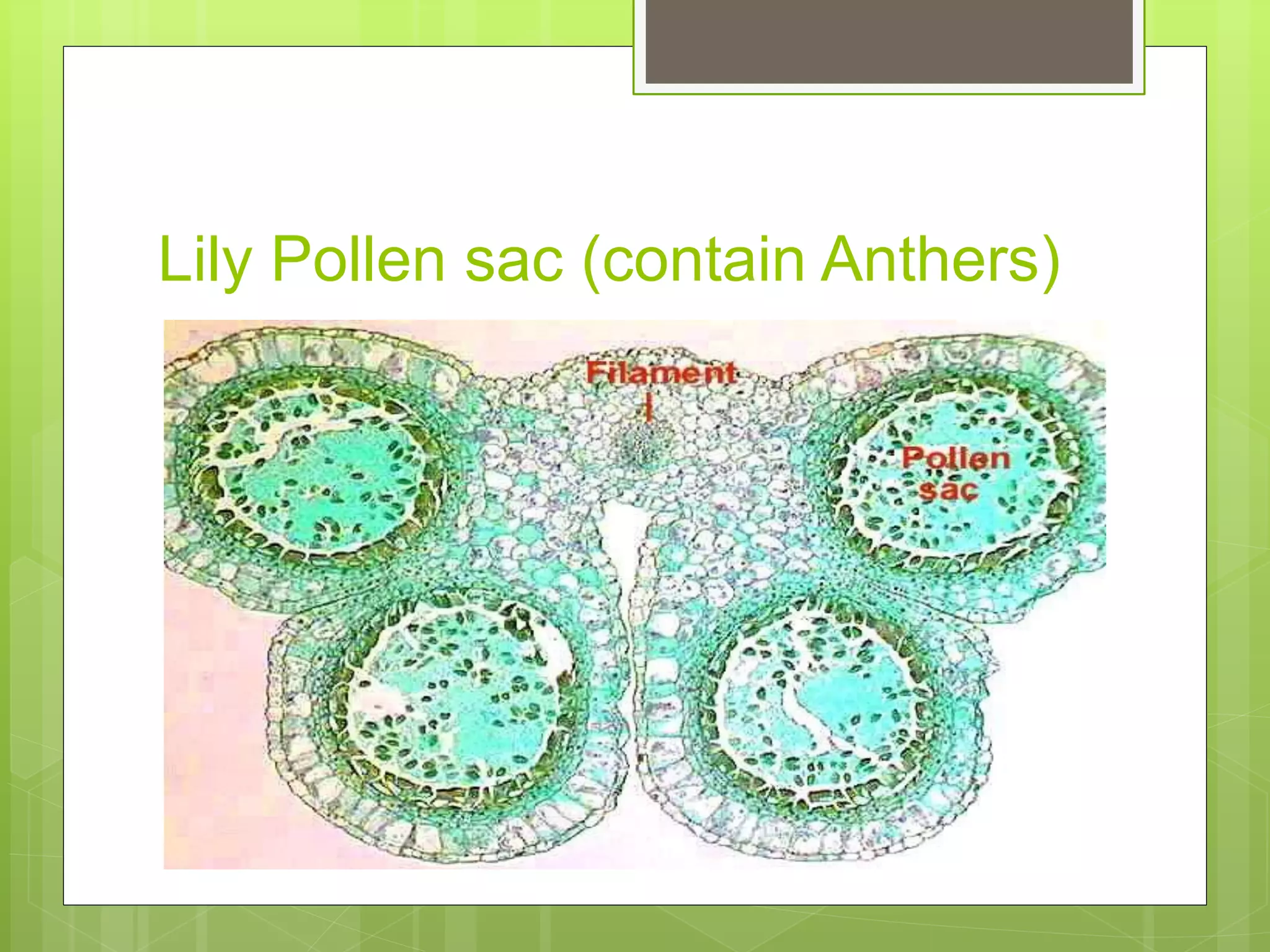 8. slide of lily anther 1(meiosis) | PPTX