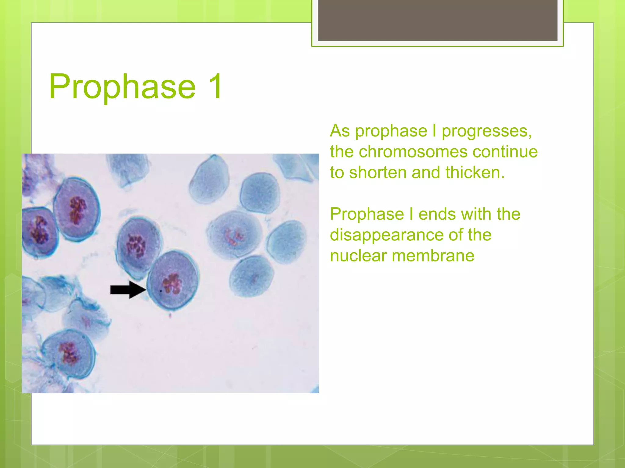 8. slide of lily anther 1(meiosis) | PPTX