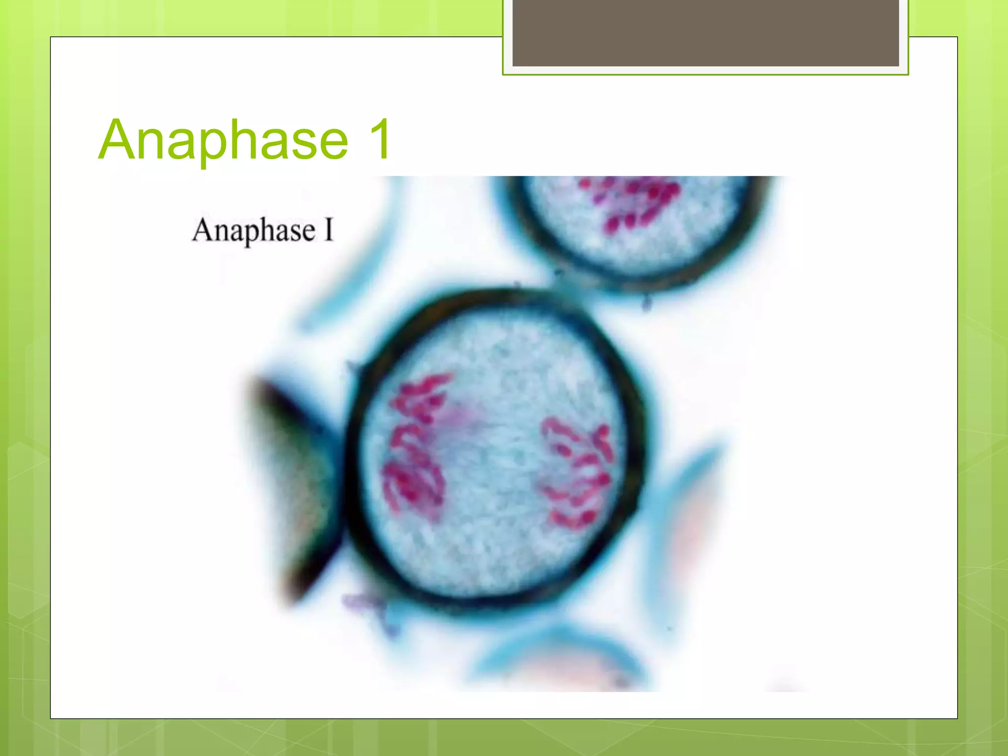 8. slide of lily anther 1(meiosis) | PPTX