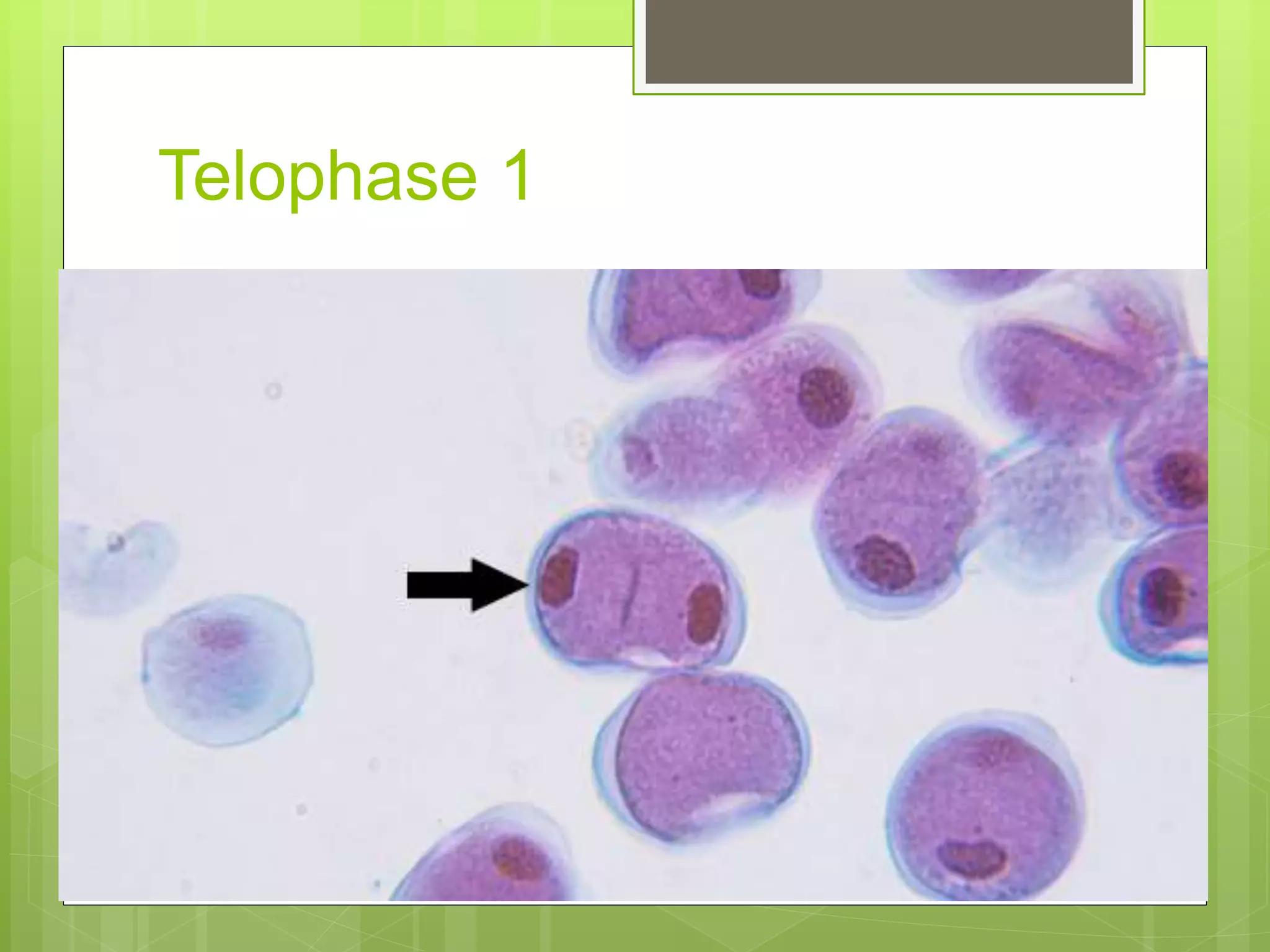 8. slide of lily anther 1(meiosis) | PPTX