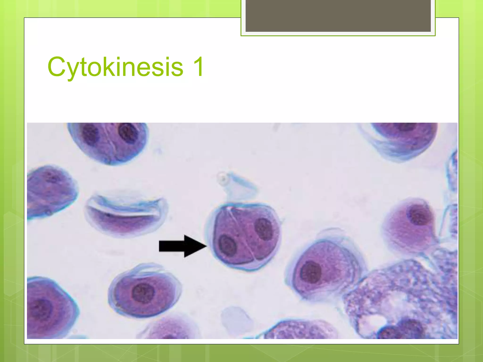 8. slide of lily anther 1(meiosis) | PPTX