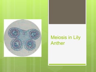 Meiosis in Lily
Anther
 