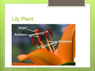 8. slide of lily anther 1(meiosis) | PPTX